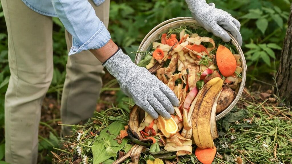 Agrumes et compost : démêler le vrai du faux sur une idée reçue